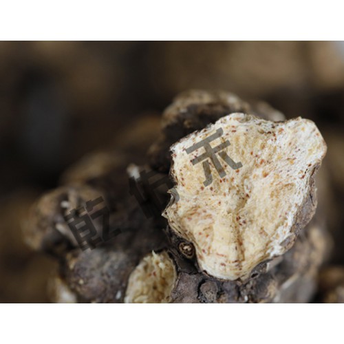 朱砂点苍术种苗