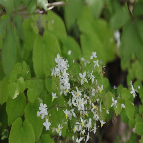 供应淫羊藿种苗