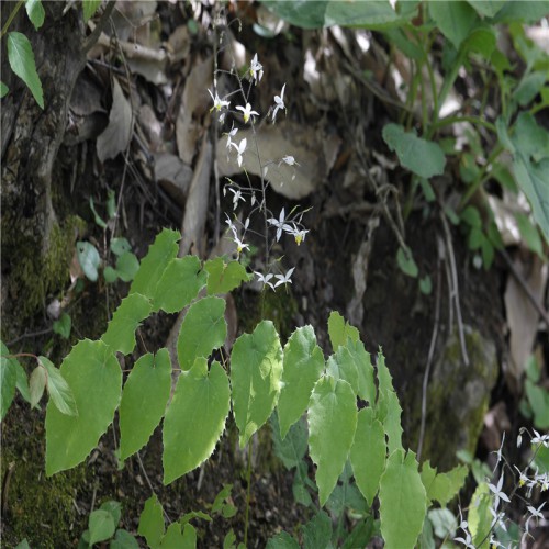 供应纯野生淫羊藿种苗