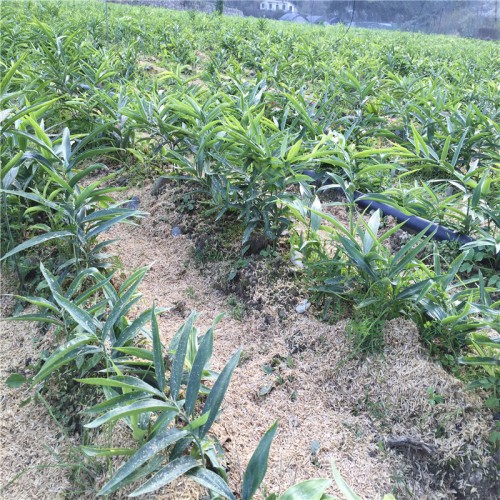 供应多花黄精种苗