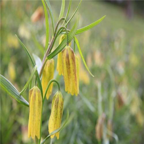 川贝母种植技术 川贝母种苗 川贝母的种植前景