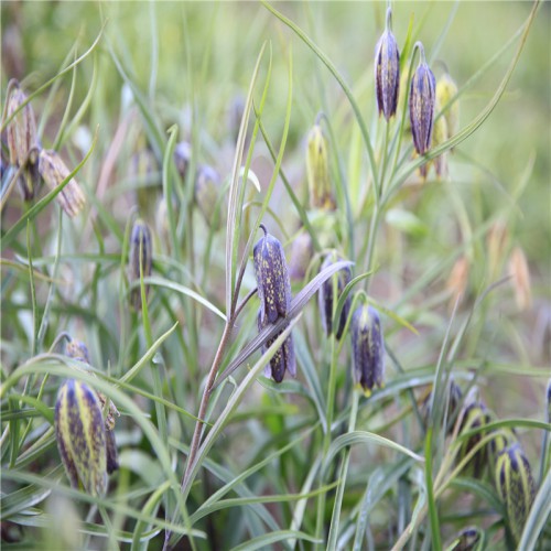 川贝母种子到那买 川贝母种子哪里有卖的 求购川贝母种子