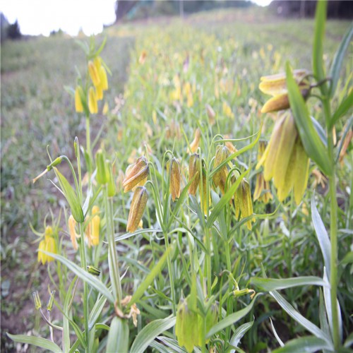 一亩地栽川贝母多少苗 川贝母苗一年的好还是两年的好