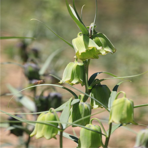 川贝母苗哪里有卖 川贝母的全株图片 鲜川贝母的价格