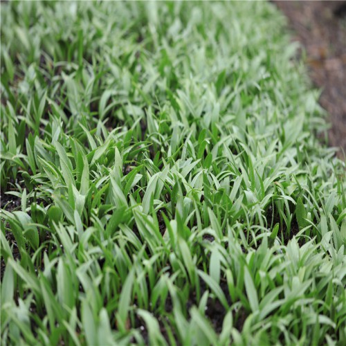 药材川贝母的种植方法 中药川贝母的市场 哪里有川贝母苗怎么卖