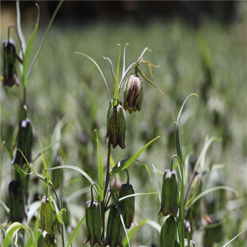 川贝母的价格走势 川贝母多少钱一斤 川贝母种子多少钱一斤