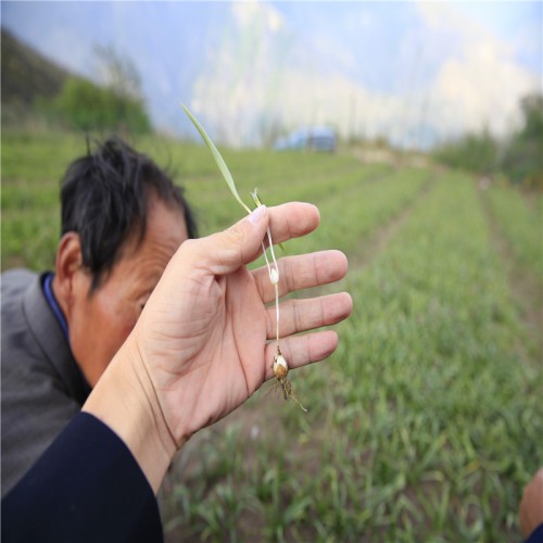 川贝母一亩地产多少 川贝母一亩产干货多少斤 川贝母几斤干一斤