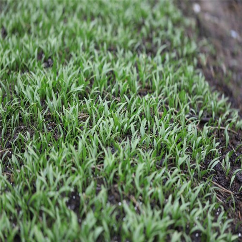 川贝母种子一斤能有多少粒  种植川贝母的一亩地投资多少钱