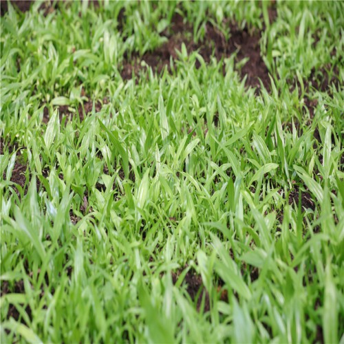 白及、白芨种植风险 白及、白芨苗图片 药材白及、白芨种植方法