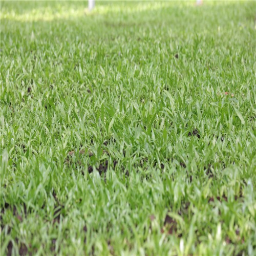 中药白及、白芨的销售市场 哪里有白及、白芨苗怎么卖