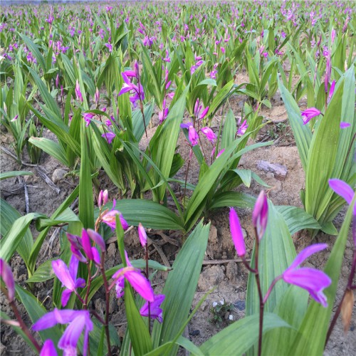 白及、白芨苗多少钱一棵 种植白及、白芨的一亩地投资多少钱