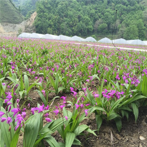 白及、白芨在什么季节栽 白及、种植白及、白芨的种植与栽培