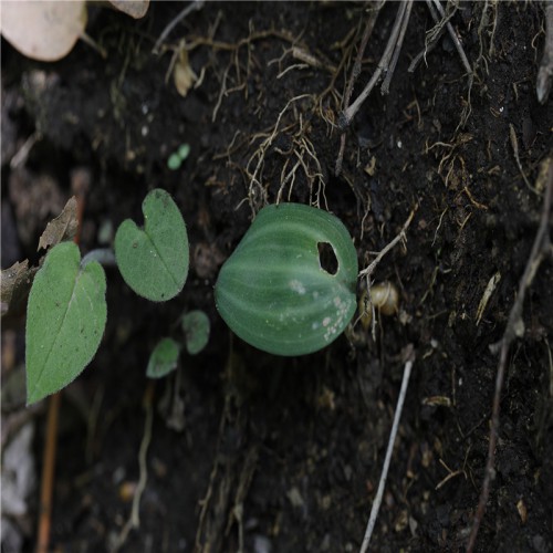 黄精的作用与功效 黄精种植几年能收获  黄精种子哪里有卖的