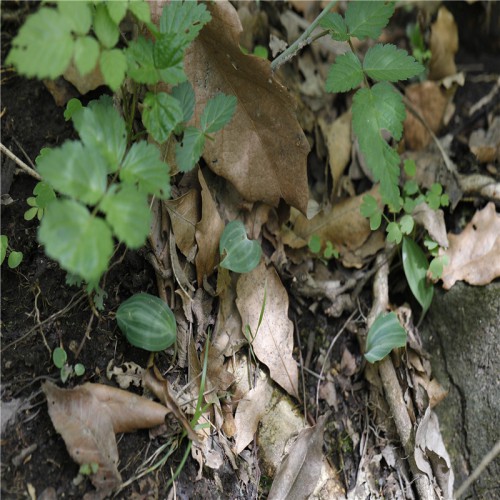 求购黄精种子 一亩地栽黄精多少苗 黄精苗一亩地种多少棵