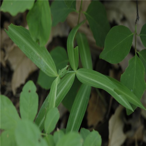 黄精苗一年的好还是两年的好 黄精苗价格 黄精苗供应商