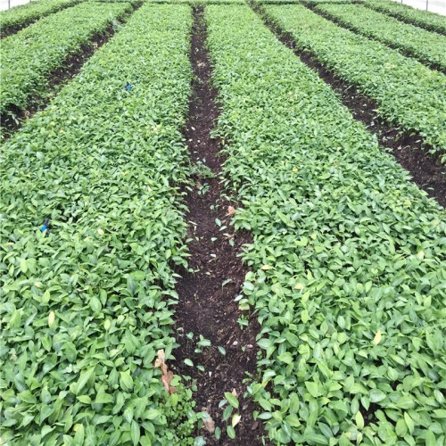 黄精苗图片 药材黄精的种植方法 中药黄精的销售市场