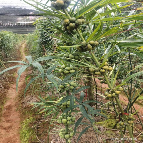 黄精多少钱一斤 黄精种子多少钱一斤 黄精一亩地产多少斤