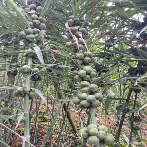 黄精一亩产干货多少斤 黄精几斤晒干货一斤 黄精鲜货多少钱一斤