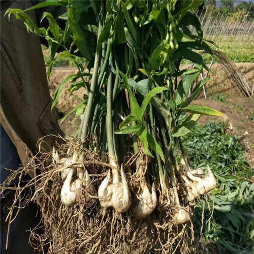 黄精一亩产量多少 黄精药材多少钱一斤 黄精种子一斤能有多少粒