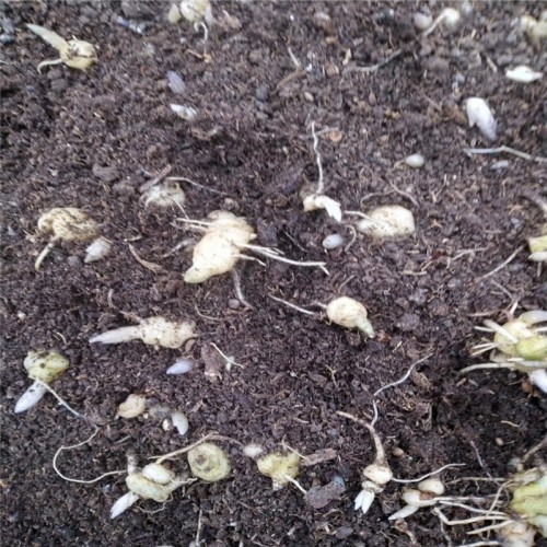 黄精苗多少钱一棵 种植黄精的一亩地投资多少钱 黄精种子价格