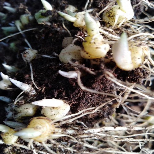 黄精种植几年能收获 黄精怎么种植 黄精的种植技术视频