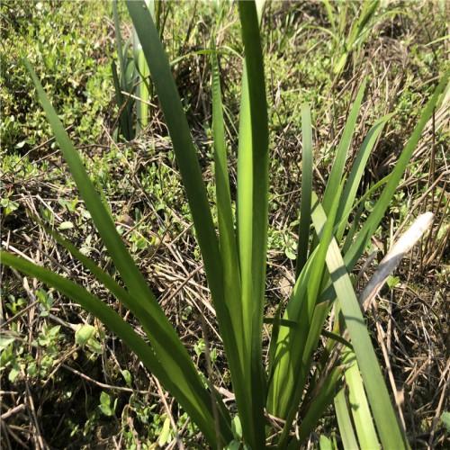 石菖蒲的作用与功效 石菖蒲种植几年能收获 石菖蒲种子到那买