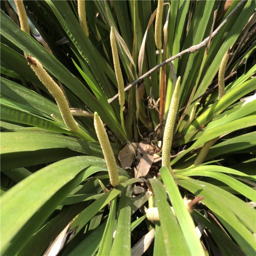 石菖蒲苗供应商 石菖蒲苗哪里有卖 石菖蒲图片 鲜石菖蒲的价格