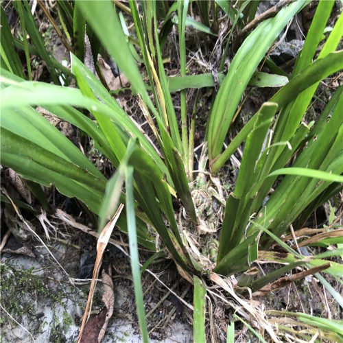 石菖蒲种植风险 石菖蒲苗图片 药材石菖蒲的种植方法