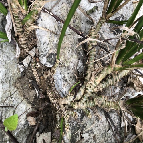 石菖蒲的价格走势 石菖蒲多少钱一斤  石菖蒲一亩地产多少斤