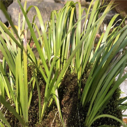 石菖蒲一亩产多少斤 石菖蒲几斤晒干一斤 石菖蒲鲜货多少钱一斤