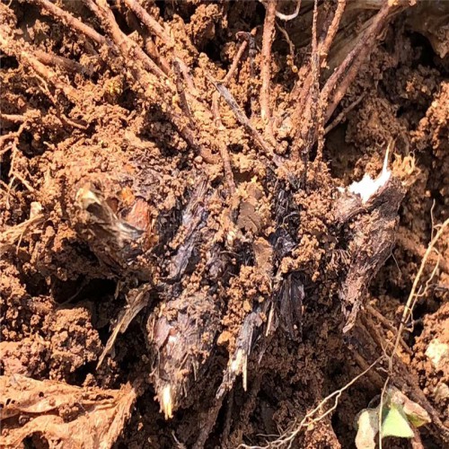 苍术种子哪里有卖的  一亩地种多少棵 一年的苗好还是两年的好