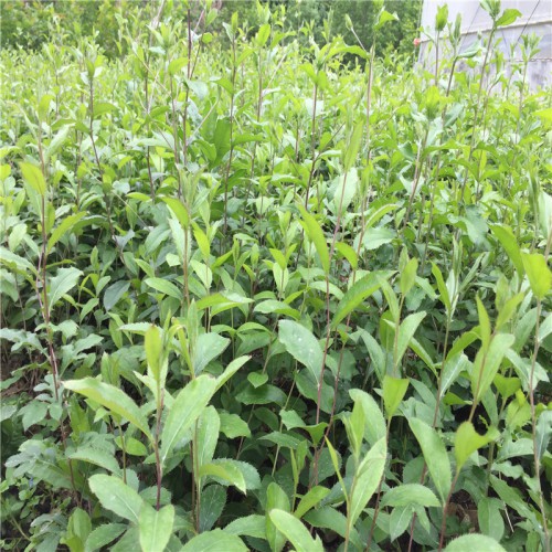 苍术苗价格 苍术苗供应商 苍术苗哪里有卖 苍术的图片