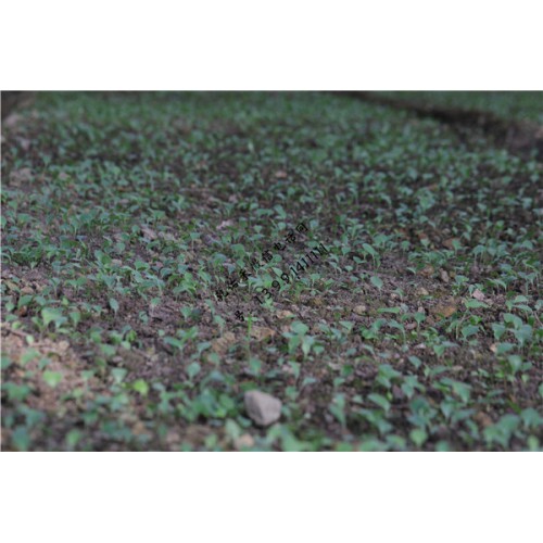 苍术多少钱一斤 苍术种子多少钱一斤 苍术一亩地产多少斤