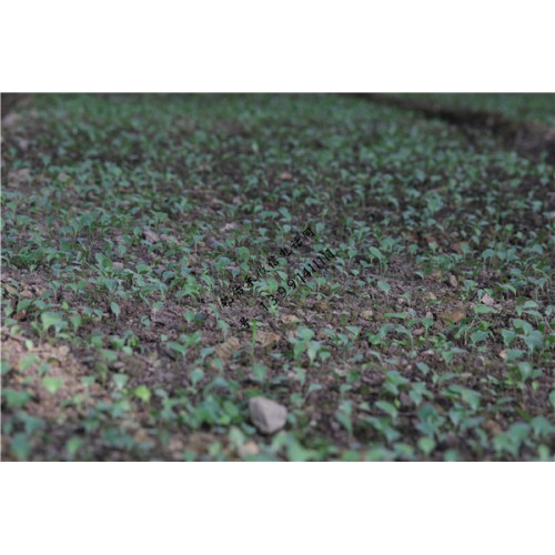 苍术一亩产干货多少斤 苍术几斤晒干货一斤 苍术鲜货多少钱一斤