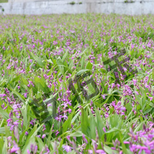 白芨种苗 白芨种子
