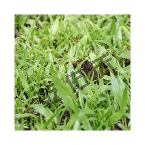 北苍术种苗价格