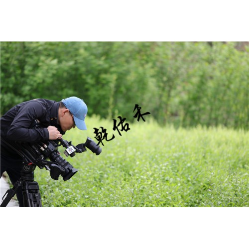 北苍术种苗那家好