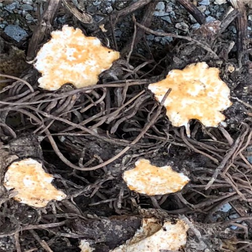 朱砂点苍术种苗价格