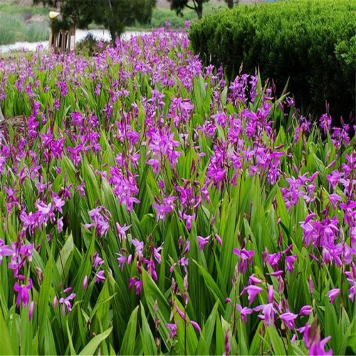 白及、白芨怎么种植 白及、白芨的种植技术