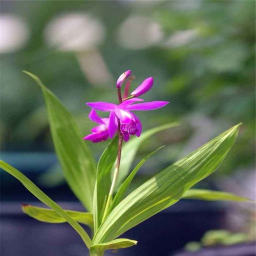 白芨的种植方法