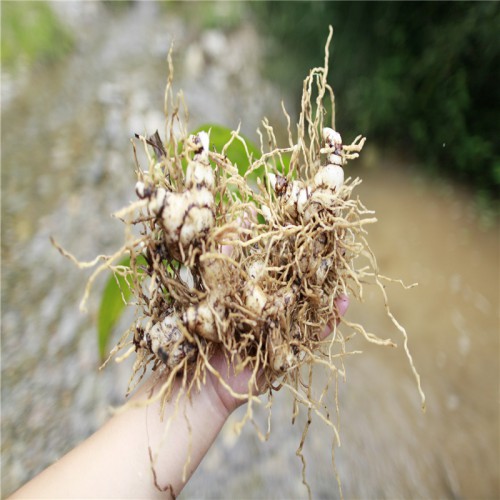 白芨苗多少钱一棵 白芨种子一斤能有多少粒