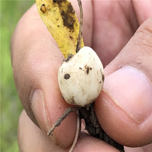 川贝母药材多少钱一斤