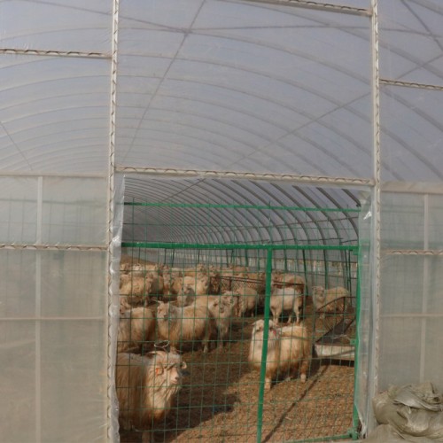 沧州养殖棚骨架生产厂家  养殖棚