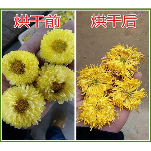 大型菊花干燥设备