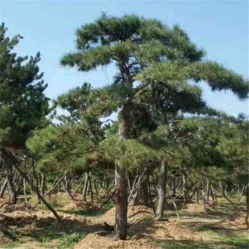 热销造型景观松