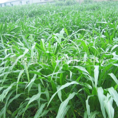 苏丹草牧草种子