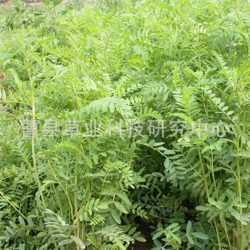 优质牧草种子沙打旺