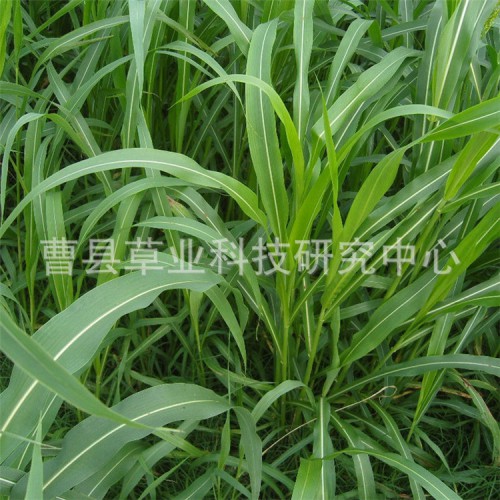 朝牧一号稗谷牧草种子