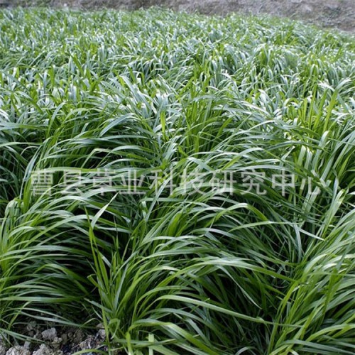 冬牧70黑麦草种子