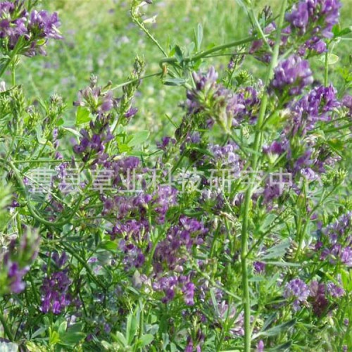 紫花苜蓿草种